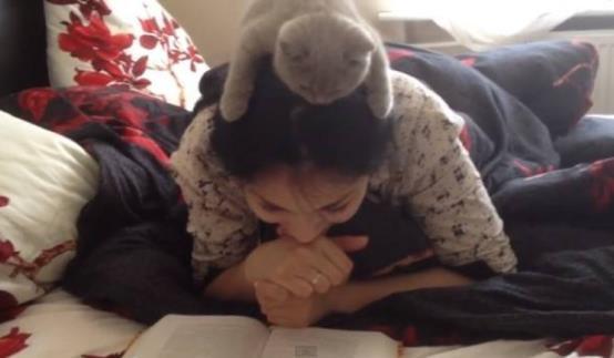 猫咪走失后 千万不能惊慌 3个方法帮你可以找回它(图17)