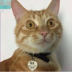 猫咪走失后 千万不能惊慌 3个方法帮你可以找回它(图16)