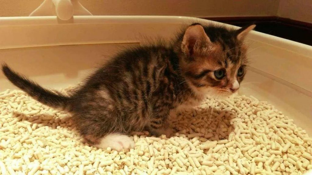 小猫刚晚上回来该如何饲养过程？掌握到这5点(图3)