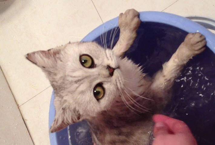 小猫刚晚上回来该如何饲养过程？掌握到这5点(图4)