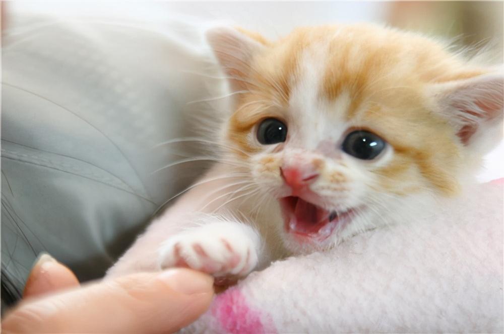小猫刚晚上回来该如何饲养过程？掌握到这5点(图1)