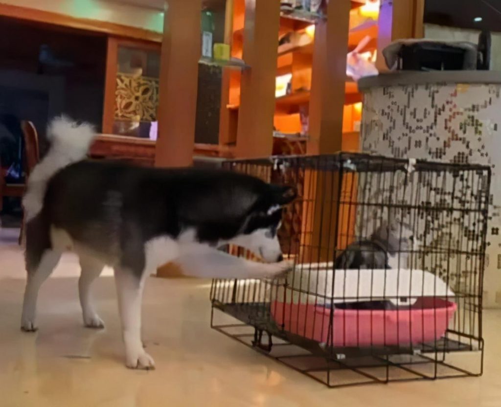 小猫刚晚上回来该如何饲养过程？掌握到这5点(图2)