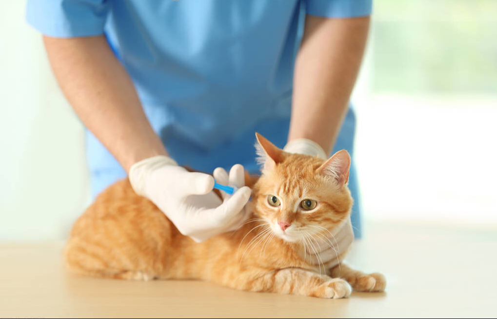 小猫刚晚上回来该如何饲养过程？掌握到这5点(图5)