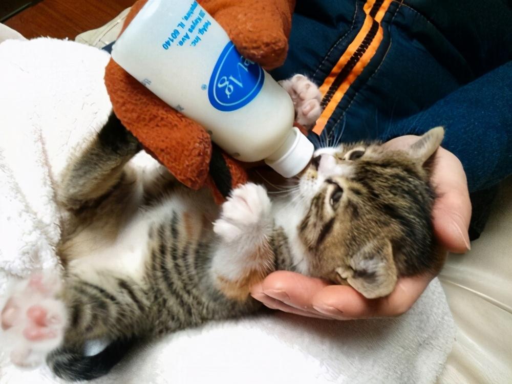 小猫刚晚上回来该如何饲养过程？掌握到这5点(图6)