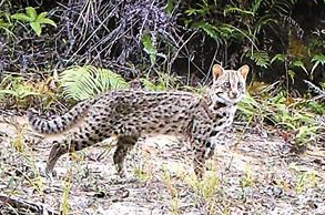身上有白色豹斑的猫|塘朗山上才发现豹猫豹猫是猫吗是几级保护动物(图1)