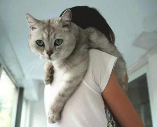 如何能对的抱猫咪才不会挣扎？抱猫咪的4种方式 主人学会了了 猫咪不奋力挣扎(图2)