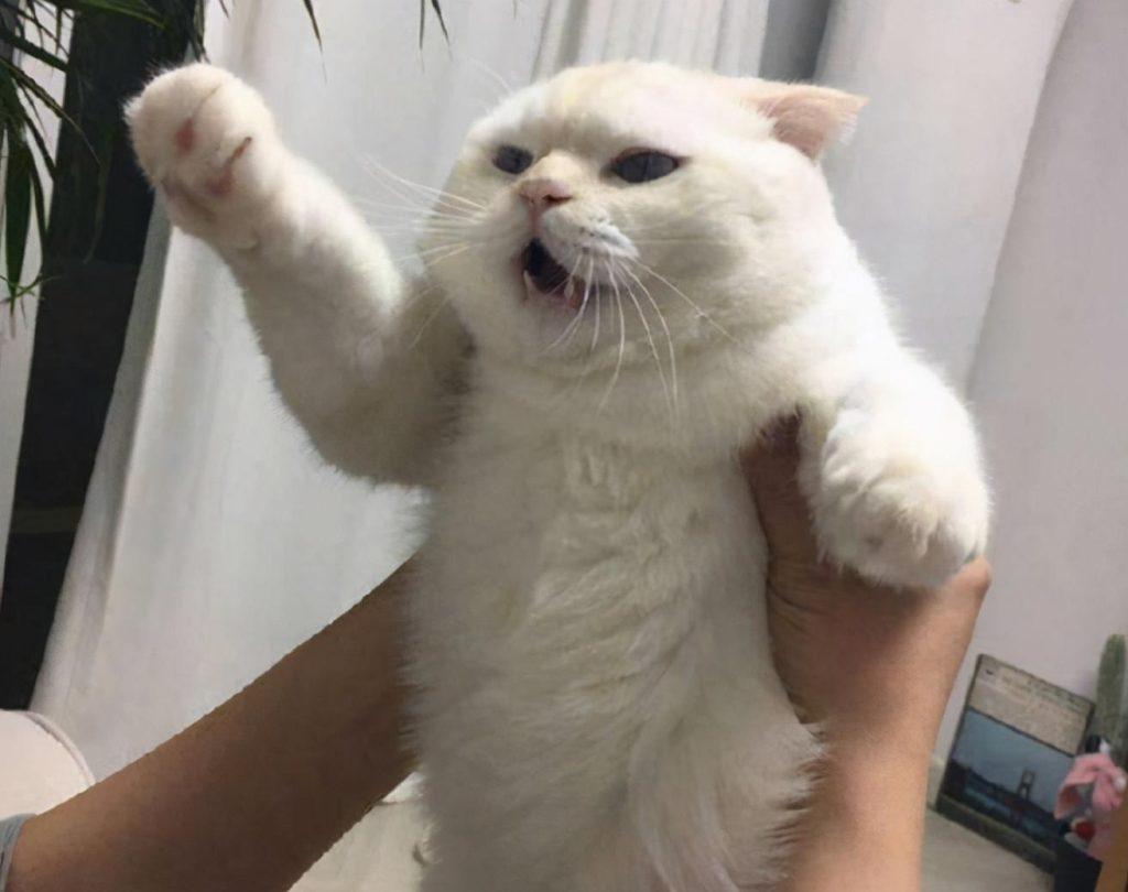 如何能对的抱猫咪才不会挣扎？抱猫咪的4种方式 主人学会了了 猫咪不奋力挣扎(图1)