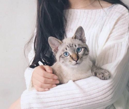 如何能对的抱猫咪才不会挣扎？抱猫咪的4种方式 主人学会了了 猫咪不奋力挣扎(图5)