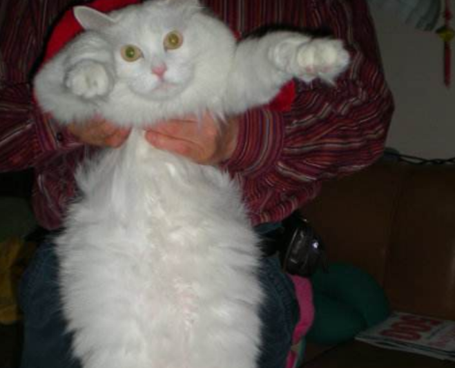 如何能对的抱猫咪才不会挣扎？抱猫咪的4种方式 主人学会了了 猫咪不奋力挣扎(图6)