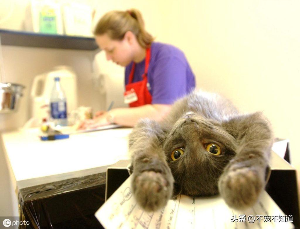 猫咪叫春惹得实在不舒服 该怎么办啊？有这几种能解决的方法(图3)