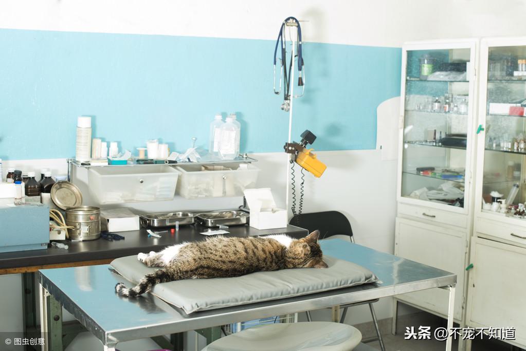 猫咪叫春惹得实在不舒服 该怎么办啊？有这几种能解决的方法(图5)