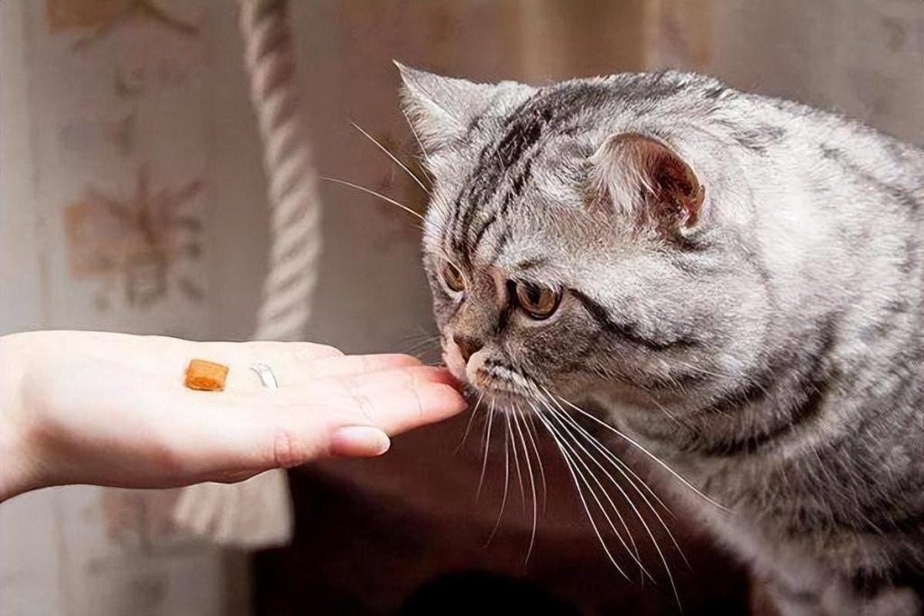 养猫家庭必备技巧药物 晚几天马上准备 不怕一万就怕万一(图1)