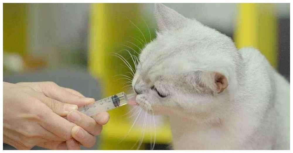 养猫家庭必备技巧药物 晚几天马上准备 不怕一万就怕万一(图2)