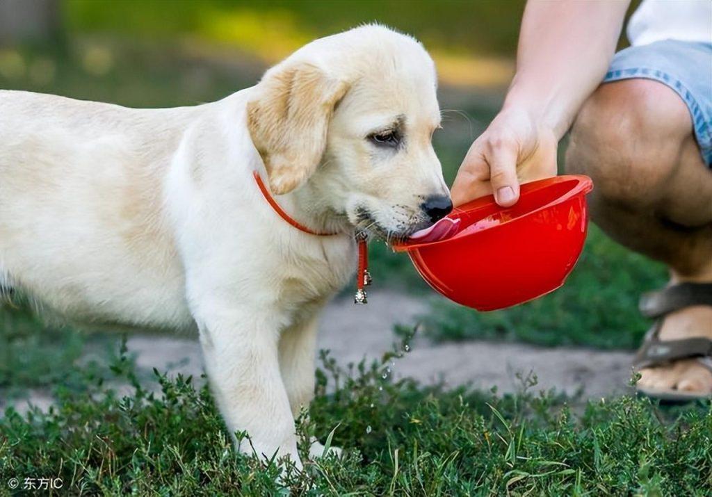 2个月大的狗狗的喂食指南（二个月的狗狗该如何喂养视频）(图1)