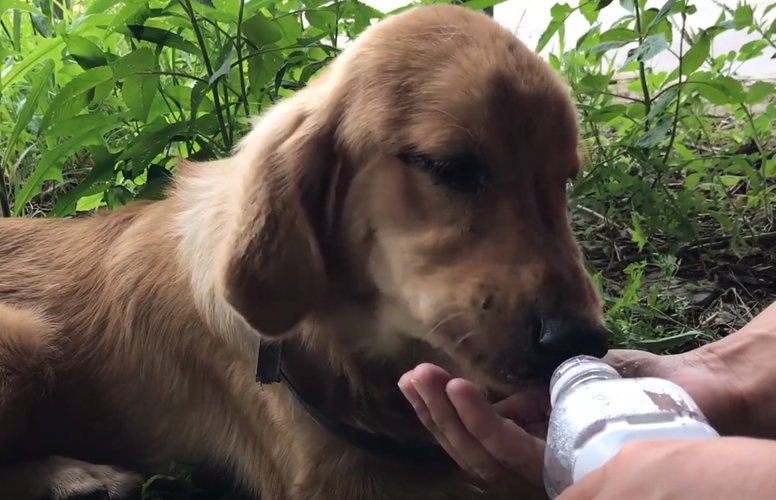 2个月大的狗狗的喂食指南（二个月的狗狗该如何喂养视频）(图3)