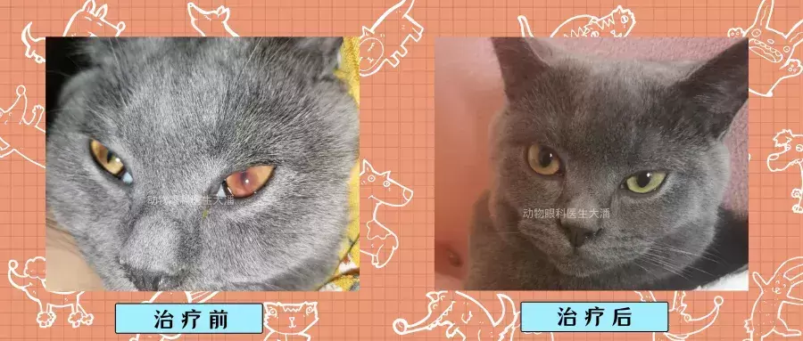 碰撞影响到猫咪眼底充血 应该要如何冶疗？(图1)