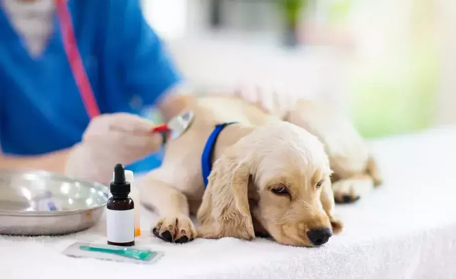 碰撞影响到猫咪眼底充血 应该要如何冶疗？(图2)