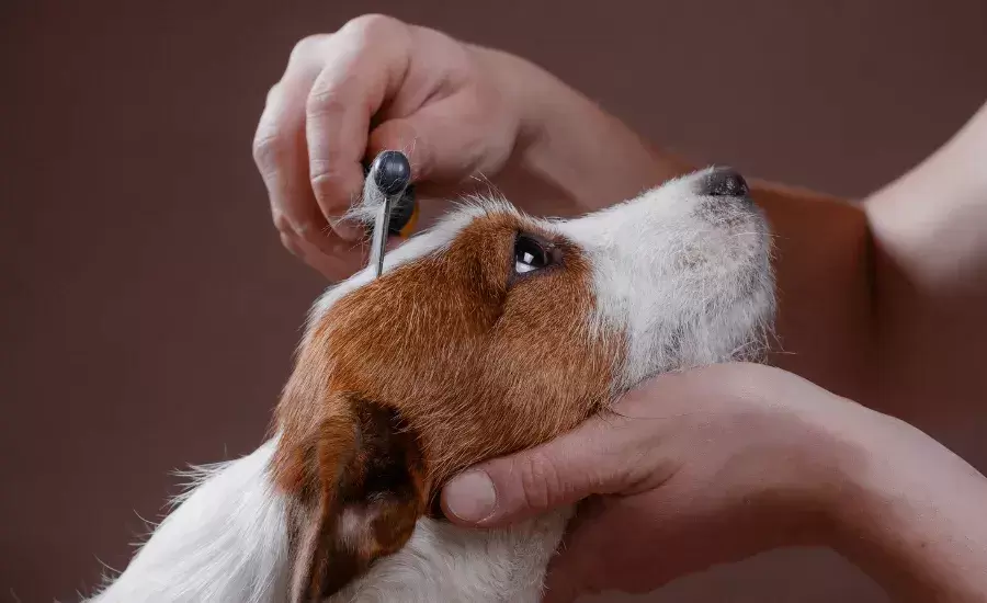 碰撞影响到猫咪眼底充血 应该要如何冶疗？(图4)