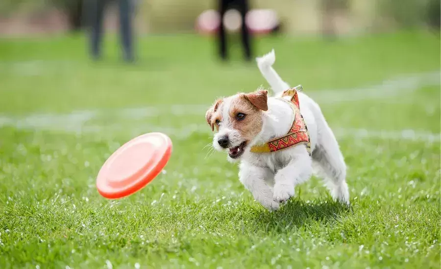 碰撞影响到猫咪眼底充血 应该要如何冶疗？(图5)