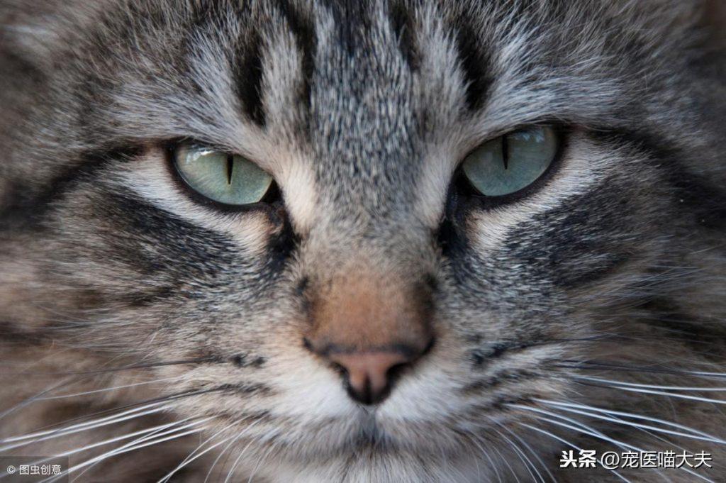 宠物健康课：猫咪鼻子流血咋回事？(图2)