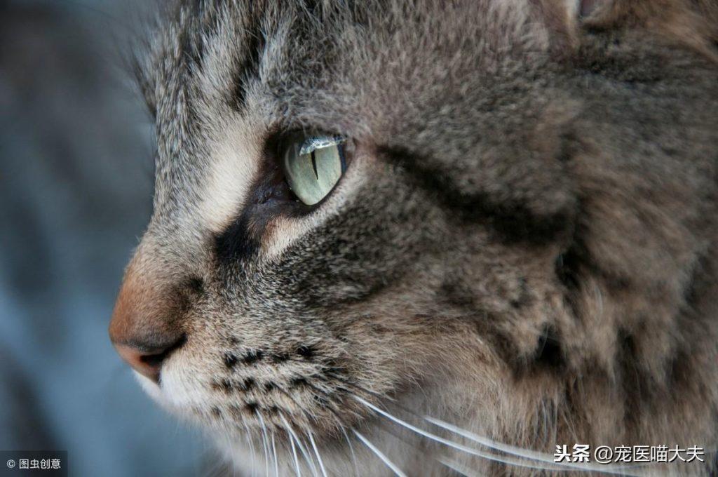 宠物健康课：猫咪鼻子流血咋回事？(图1)