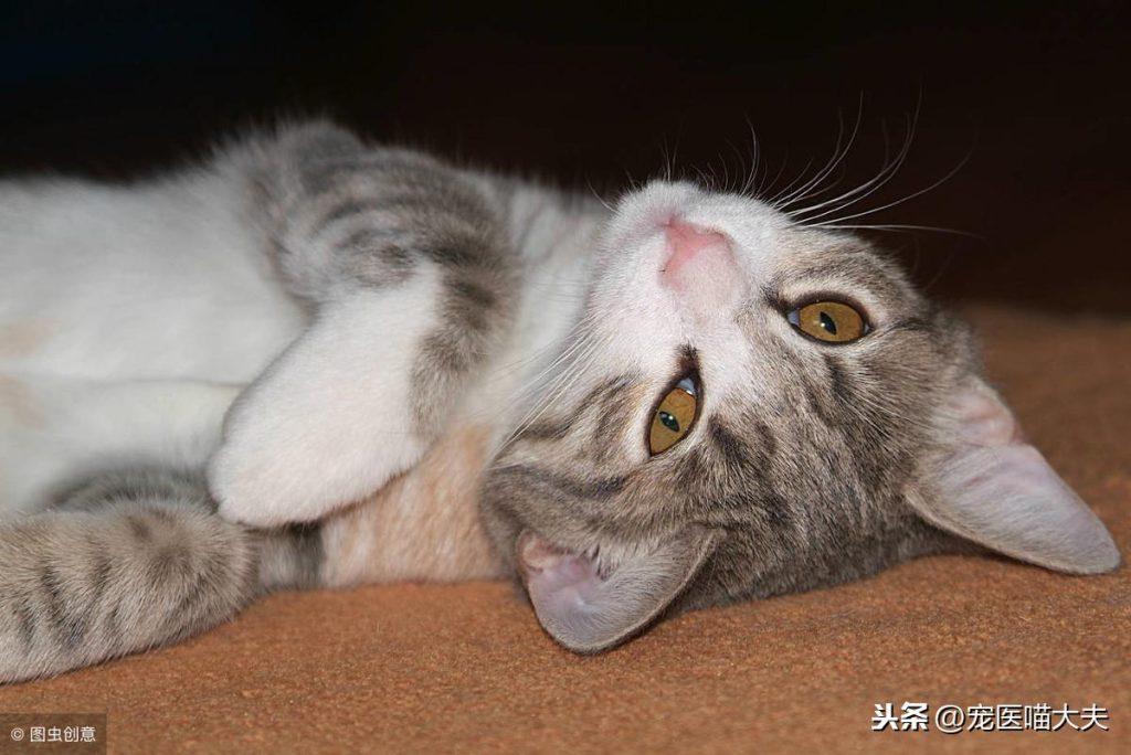 宠物健康课：猫咪鼻子流血咋回事？(图3)