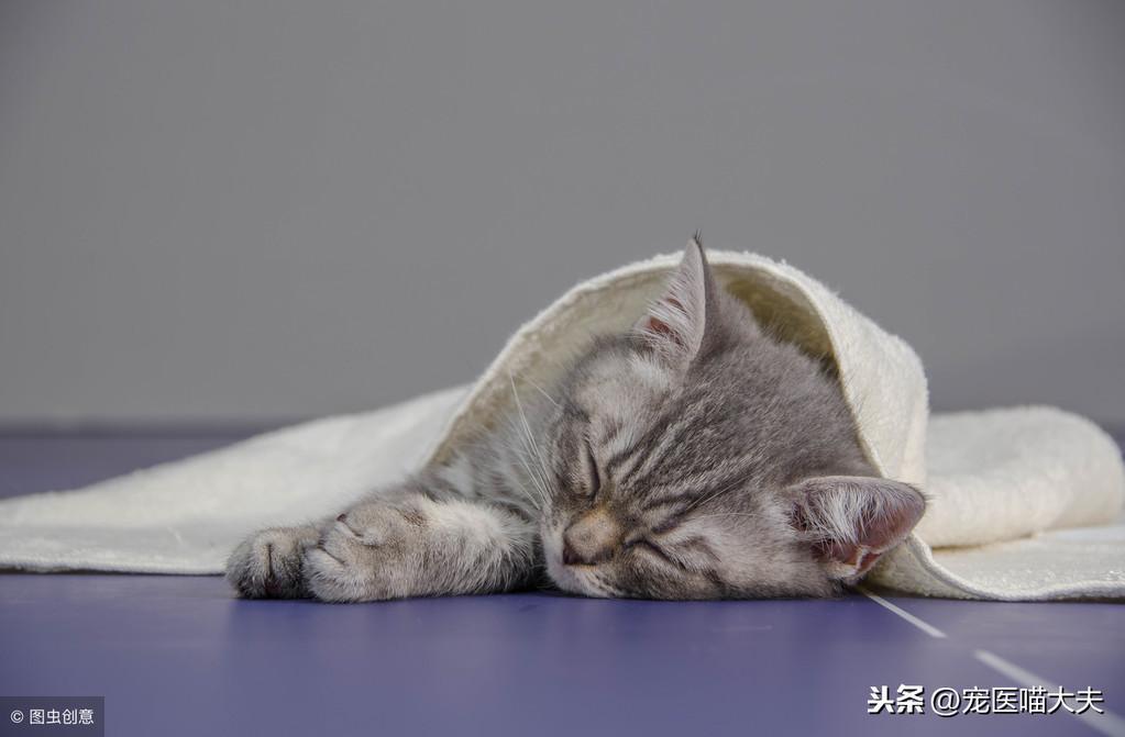 宠物健康课：猫咪鼻子流血咋回事？(图4)