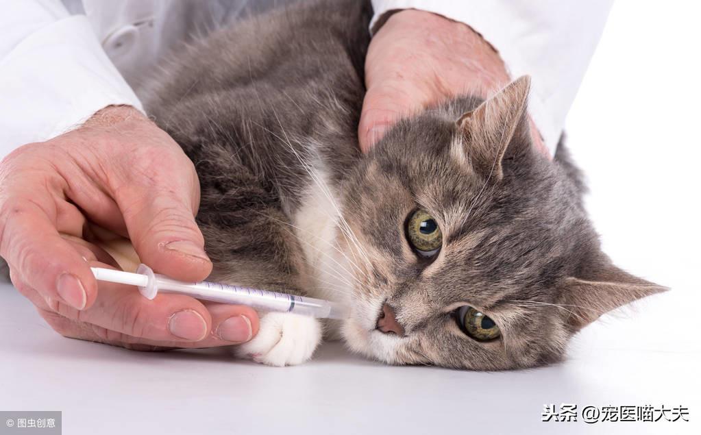 宠物健康课：猫咪鼻子流血咋回事？(图5)