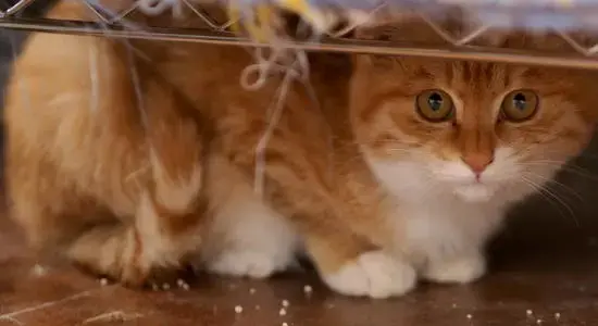 铲屎官养猫的生活小窍门(图6)