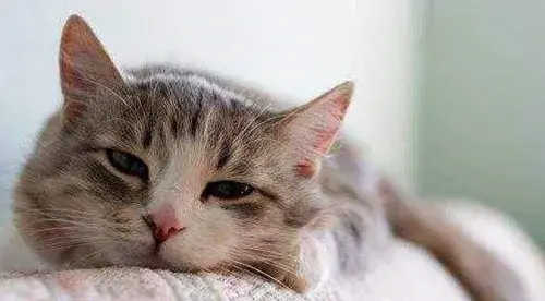 铲屎官养猫的生活小窍门(图7)