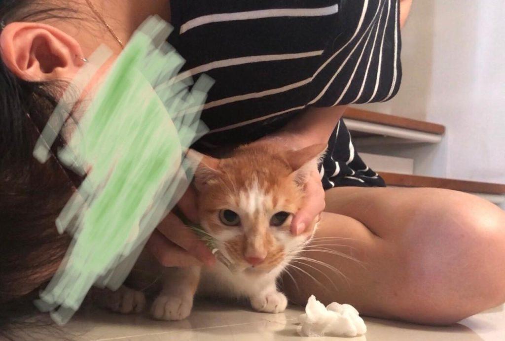 定期给猫咪早晚刷牙很重要的是 通过这5个步骤来做 猫咪就肯定不会恐惧(图3)