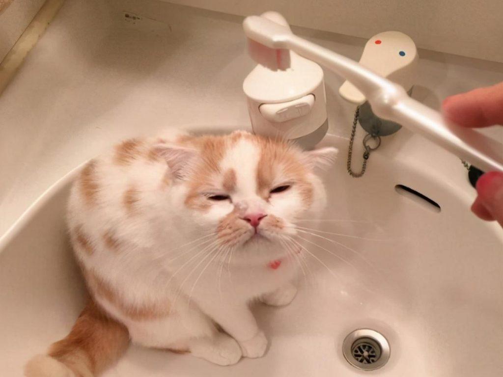 定期给猫咪早晚刷牙很重要的是 通过这5个步骤来做 猫咪就肯定不会恐惧(图5)