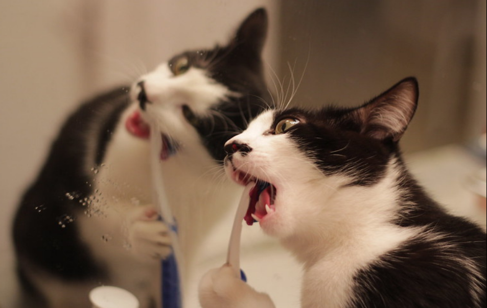 定期给猫咪早晚刷牙很重要的是 通过这5个步骤来做 猫咪就肯定不会恐惧(图6)