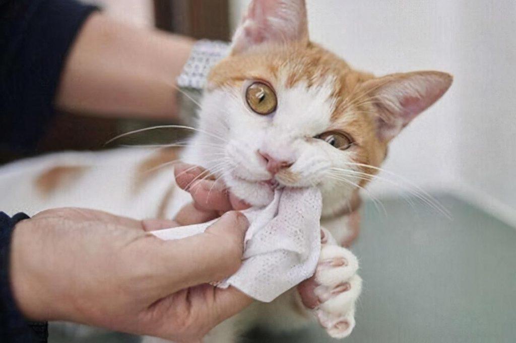 定期给猫咪早晚刷牙很重要的是 通过这5个步骤来做 猫咪就肯定不会恐惧(图7)