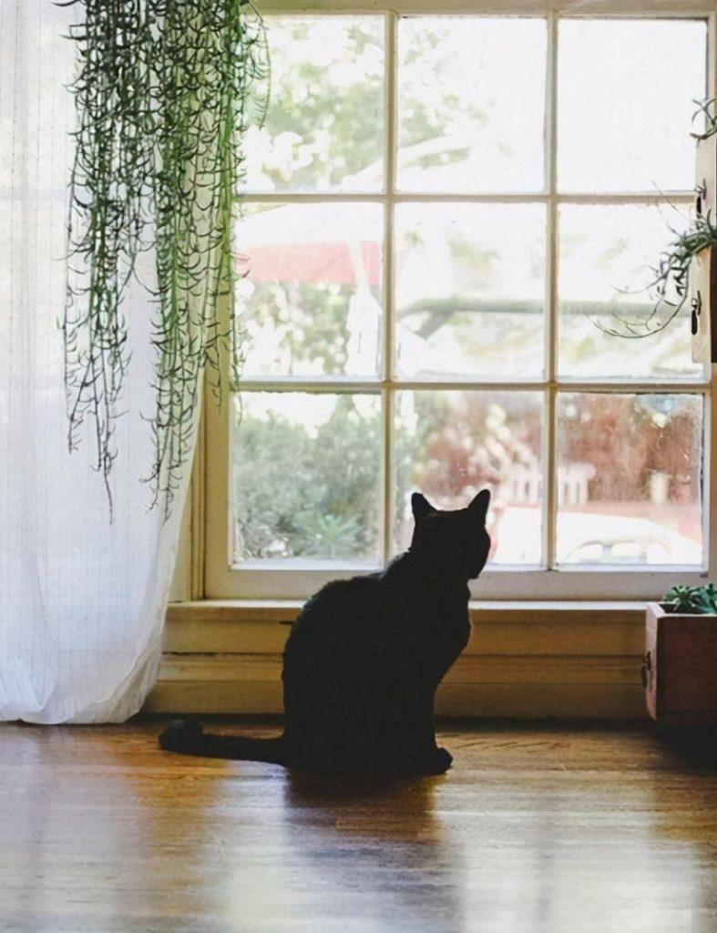 分析公猫狗狗发情比较普遍的表现 铲屎官要读得懂 你明白几个？(图3)