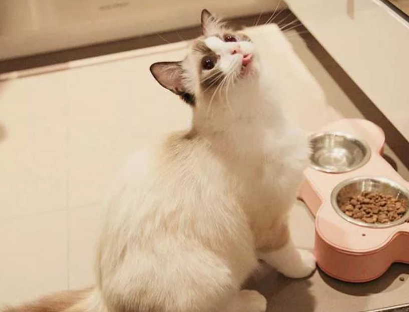 分析公猫狗狗发情比较普遍的表现 铲屎官要读得懂 你明白几个？(图5)