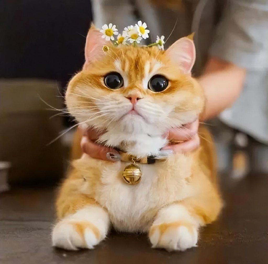 如何能给猫咪洗澡啊？洗澡到底是有都有什么步骤？5二十分钟教会你给猫咪洗澡吗(图2)