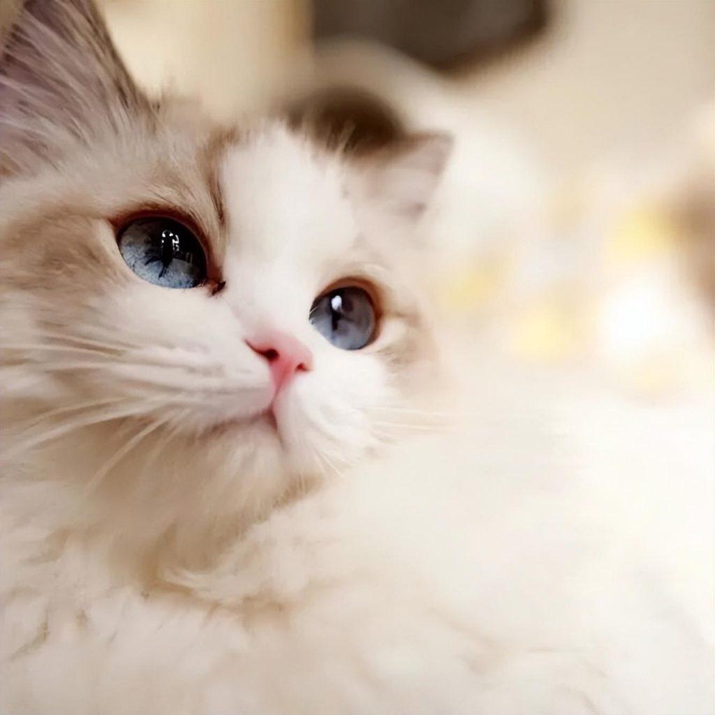 如何能给猫咪洗澡啊？洗澡到底是有都有什么步骤？5二十分钟教会你给猫咪洗澡吗(图1)