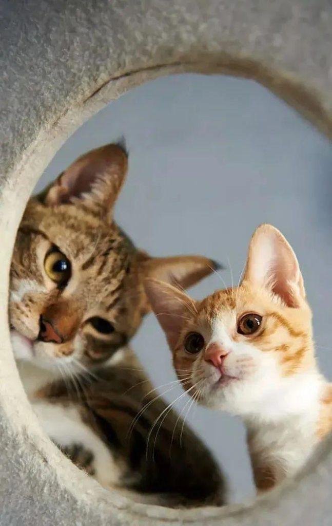 如何能给猫咪洗澡啊？洗澡到底是有都有什么步骤？5二十分钟教会你给猫咪洗澡吗(图3)