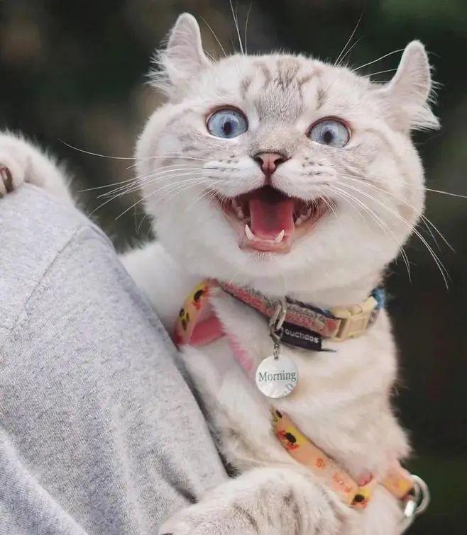 如何能给猫咪洗澡啊？洗澡到底是有都有什么步骤？5二十分钟教会你给猫咪洗澡吗(图4)