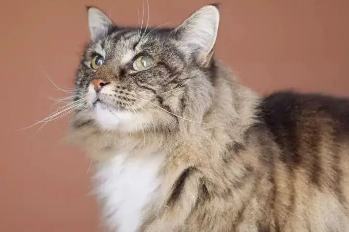 如何能给猫咪洗澡啊？洗澡到底是有都有什么步骤？5二十分钟教会你给猫咪洗澡吗(图6)