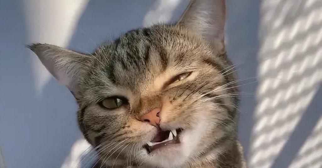 如何能给猫咪洗澡啊？洗澡到底是有都有什么步骤？5二十分钟教会你给猫咪洗澡吗(图8)