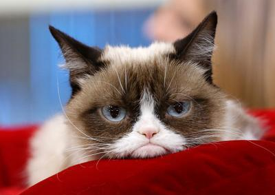 世界级网红摆臭脸猫突然病逝 离开时仅7岁 曾用表情逗得乐上百万人(图1)