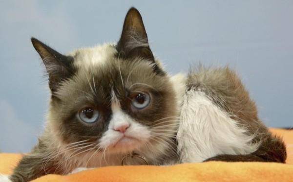 世界级网红摆臭脸猫突然病逝 离开时仅7岁 曾用表情逗得乐上百万人(图2)