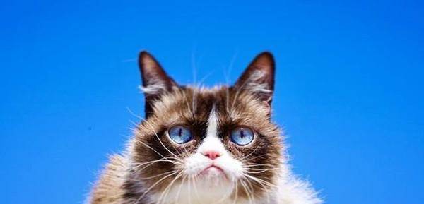 世界级网红摆臭脸猫突然病逝 离开时仅7岁 曾用表情逗得乐上百万人(图3)