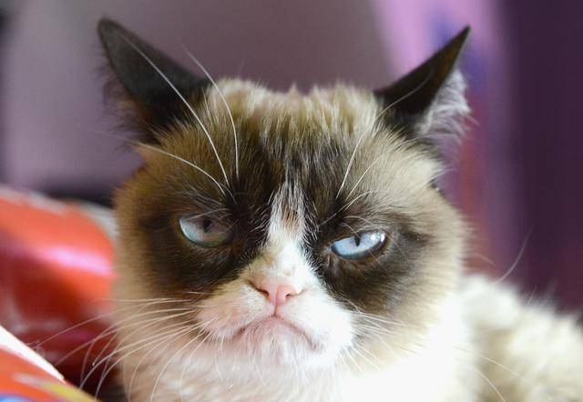 世界级网红摆臭脸猫突然病逝 离开时仅7岁 曾用表情逗得乐上百万人(图4)