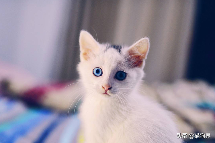 开学幼猫养护知识点 第二次大量饲养难度有些大的 还给榜首次养猫的你(图6)