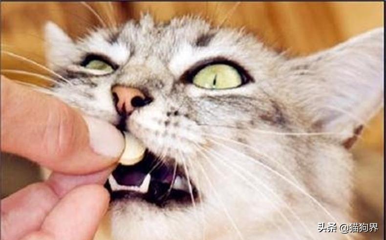 开学幼猫养护知识点 第二次大量饲养难度有些大的 还给榜首次养猫的你(图2)