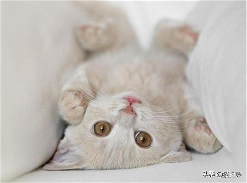 开学幼猫养护知识点 第二次大量饲养难度有些大的 还给榜首次养猫的你(图3)