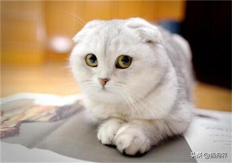 开学幼猫养护知识点 第二次大量饲养难度有些大的 还给榜首次养猫的你(图7)